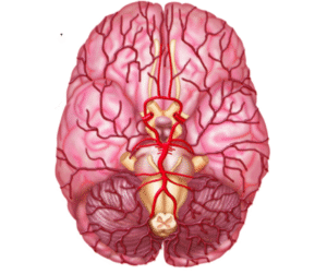 Cerebral Blood Flow