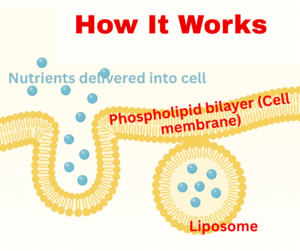 How liposomes work to deliver nutrients
